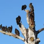 Are your customers 'vultures' - feeding on your business profits?